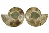 Large Cut & Polished Ammonite Fossil - Madagasar #359525-1